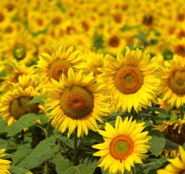 Yağ ve Yağlı Tohumlar